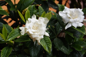 gardenia-bush