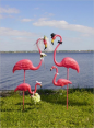 4 flamingos